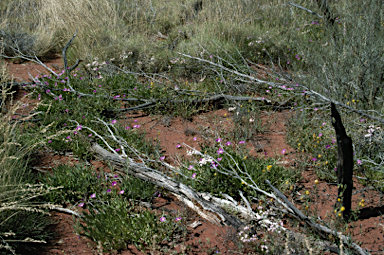 APII jpeg image of Calandrinia balonensis  © contact APII