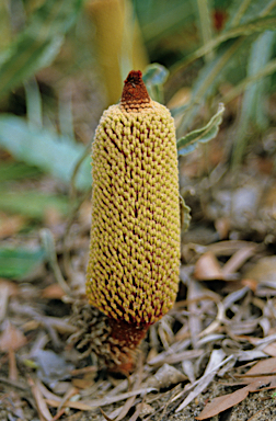 APII jpeg image of Banksia petiolaris  © contact APII