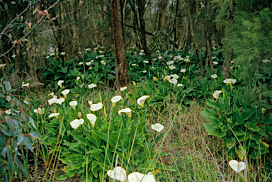 APII jpeg image of Zantedeschia aethiopica  © contact APII