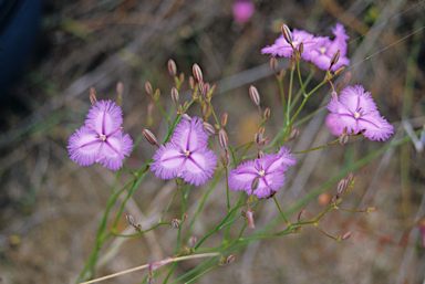 APII jpeg image of Thysanotus manglesianus  © contact APII