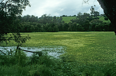 APII jpeg image of Freesia alba x leichtlinii  © contact APII