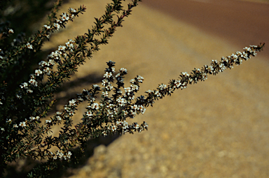 APII jpeg image of Taxandria juniperina  © contact APII