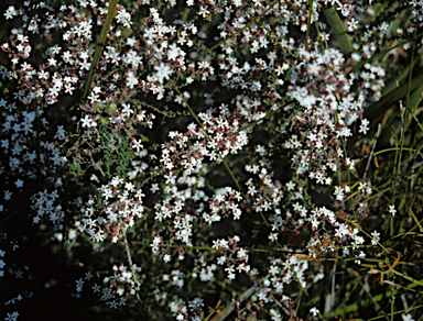 APII jpeg image of Leucopogon distans  © contact APII