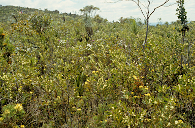 APII jpeg image of Banksia formosa  © contact APII