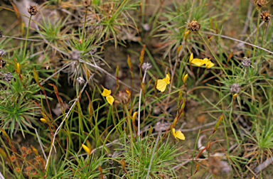 APII jpeg image of Philydrella pygmaea  © contact APII