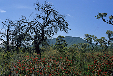 APII jpeg image of Adenanthos cuneatus  © contact APII