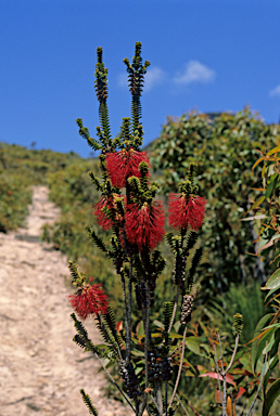 APII jpeg image of Beaufortia decussata  © contact APII