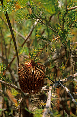 APII jpeg image of Banksia nutans  © contact APII