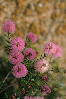 APII jpeg image of Melaleuca striata  © contact APII