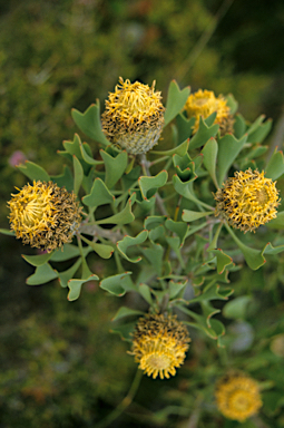 APII jpeg image of Isopogon trilobus  © contact APII