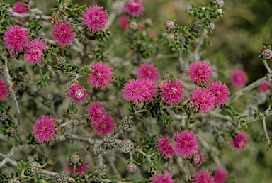 APII jpeg image of Melaleuca pentagona  © contact APII