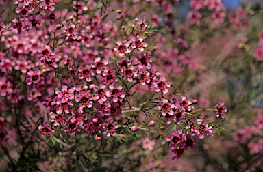 APII jpeg image of Chamelaucium uncinatum  © contact APII