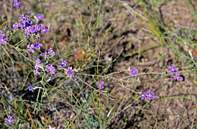 APII jpeg image of Dampiera lavandulacea  © contact APII