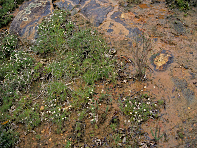 APII jpeg image of Borya sphaerocephala  © contact APII
