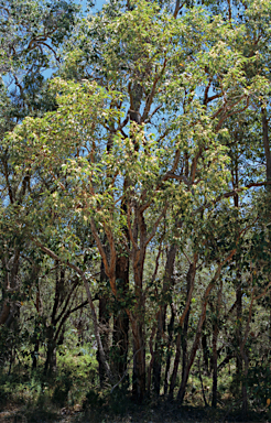 APII jpeg image of Eucalyptus marginata  © contact APII