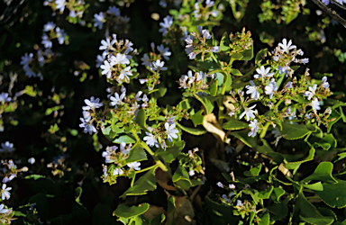 APII jpeg image of Scaevola crassifolia  © contact APII