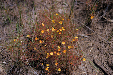APII jpeg image of Hibbertia stellaris  © contact APII