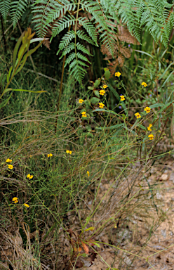 APII jpeg image of Goodenia macrophylla  © contact APII