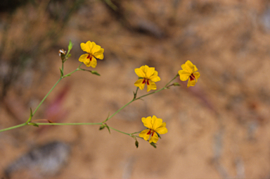 APII jpeg image of Goodenia macrophylla  © contact APII