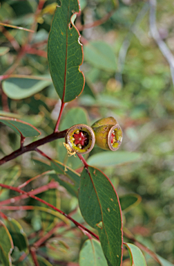 APII jpeg image of Eucalyptus preissiana  © contact APII