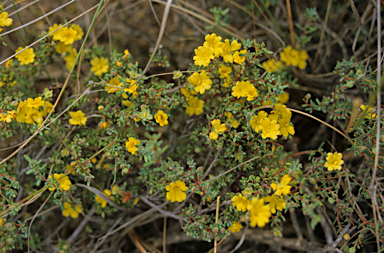 APII jpeg image of Hibbertia gracilipes  © contact APII