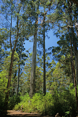 APII jpeg image of Eucalyptus diversicolor  © contact APII