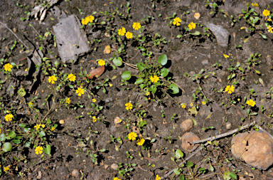 APII jpeg image of Goodenia macrophylla  © contact APII