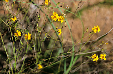 APII jpeg image of Goodenia macrophylla  © contact APII
