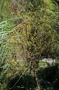 APII jpeg image of Goodenia macrophylla  © contact APII