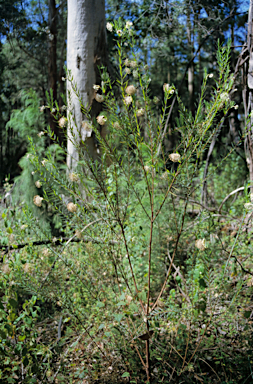 APII jpeg image of Pimelea lanata  © contact APII