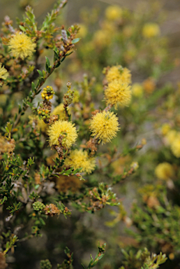 APII jpeg image of Melaleuca thymoides  © contact APII