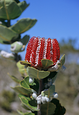 APII jpeg image of Banksia coccinea  © contact APII