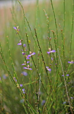 APII jpeg image of Comesperma scoparium  © contact APII