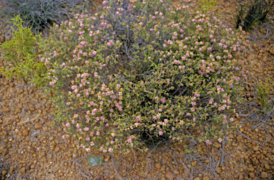 APII jpeg image of Hypocalymma puniceum  © contact APII