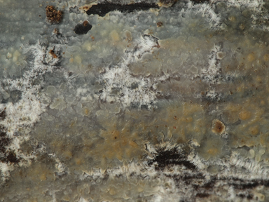 APII jpeg image of Radulomyces confluens  © contact APII