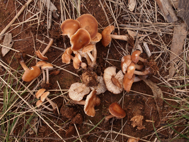 APII jpeg image of Rhodocollybia incarnata  © contact APII