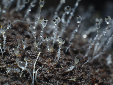 APII jpeg image of Pilobolus crystallinus  © contact APII