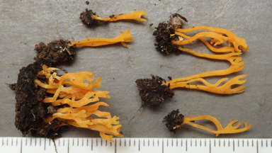 APII jpeg image of Ramariopsis crocea  © contact APII