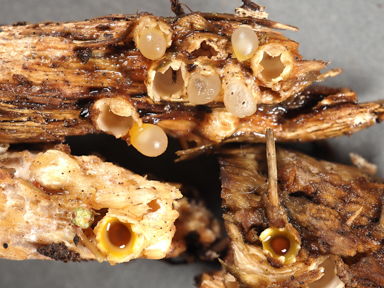 APII jpeg image of Sphaerobolus stellatus  © contact APII