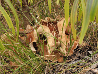 APII jpeg image of Gymnopus sp.  © contact APII