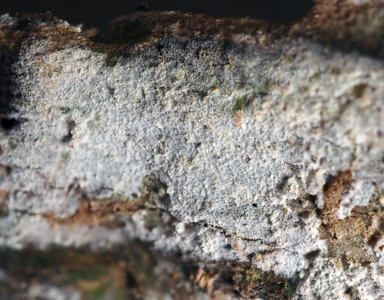 APII jpeg image of Xylodon sp.  © contact APII