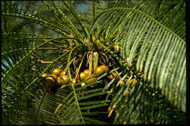 APII jpeg image of Cycas armstrongii  © contact APII