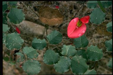 APII jpeg image of Kennedia prostrata  © contact APII