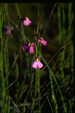 APII jpeg image of Utricularia dichotoma  © contact APII