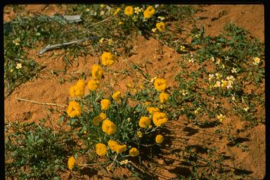 APII jpeg image of Myriocephalus guerinae  © contact APII