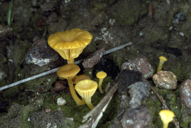 click to enlarge click to enlarge