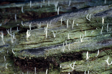 click to enlarge click to enlarge