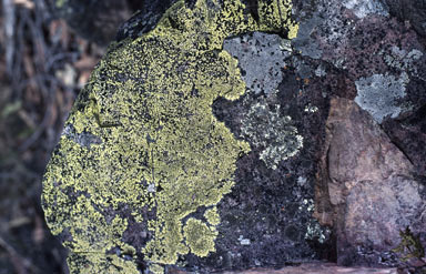 click to enlarge click to enlarge