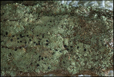 APII jpeg image of Neophyllis  melacarpa  © contact APII