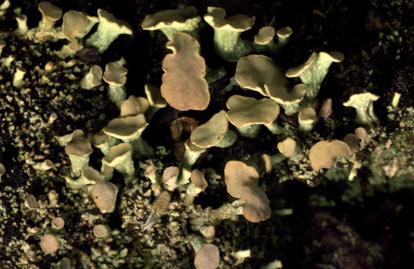 APII jpeg image of Thysanothecium scutellatum  © contact APII